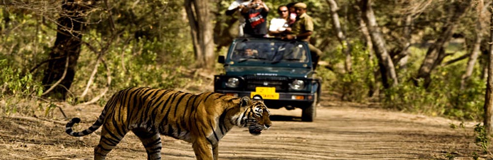 Jim Corbett Park -  Nainital
